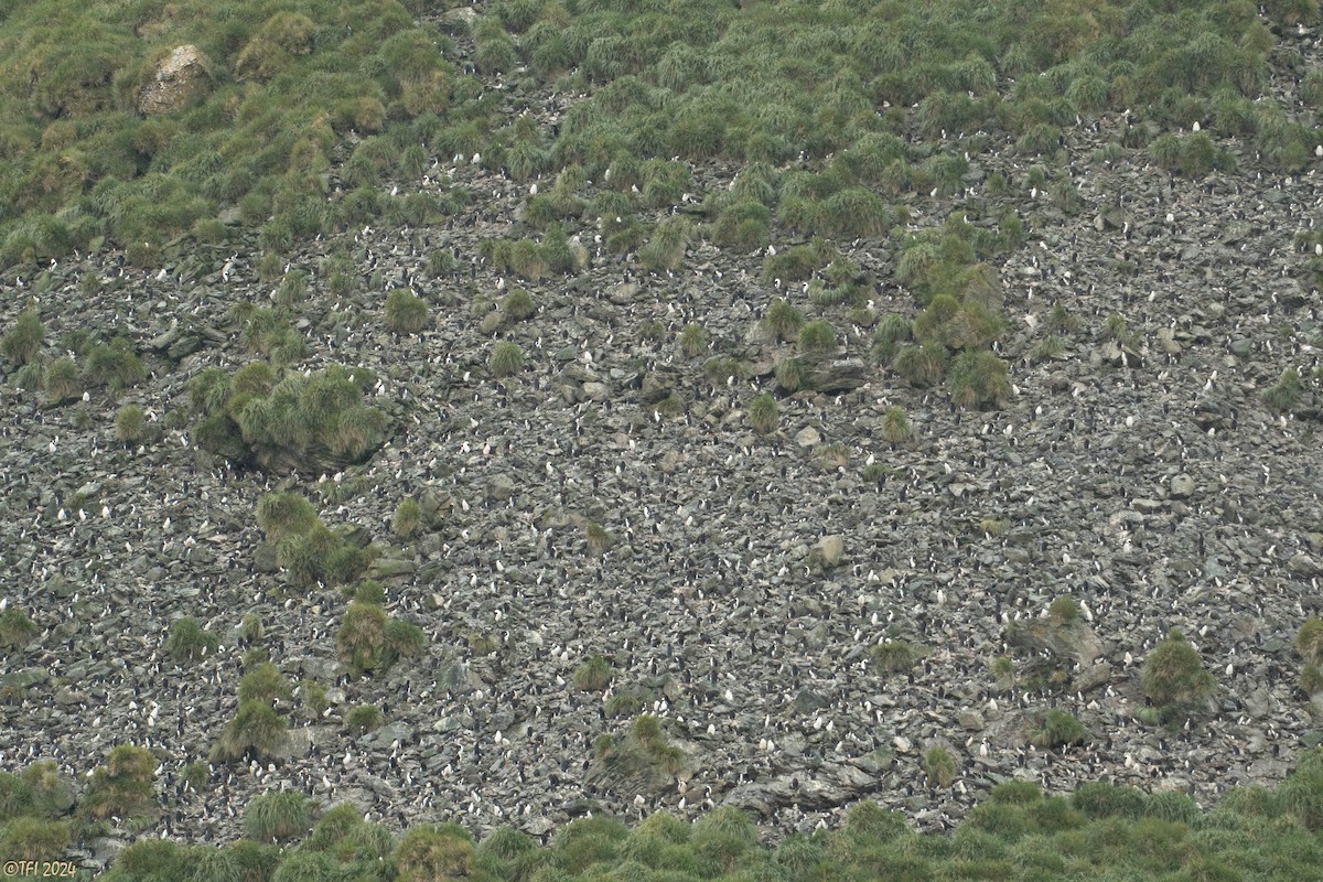 Macaroni Penguin - ML615493215