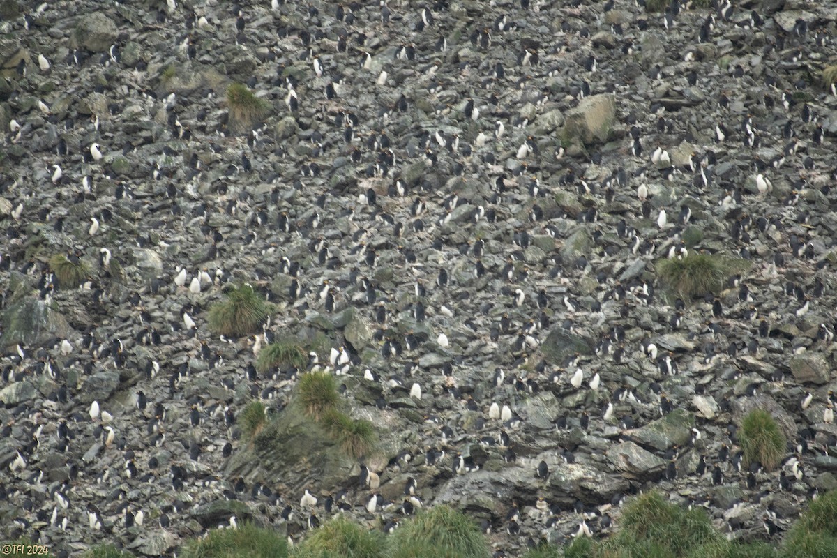 Macaroni Penguin - ML615493216
