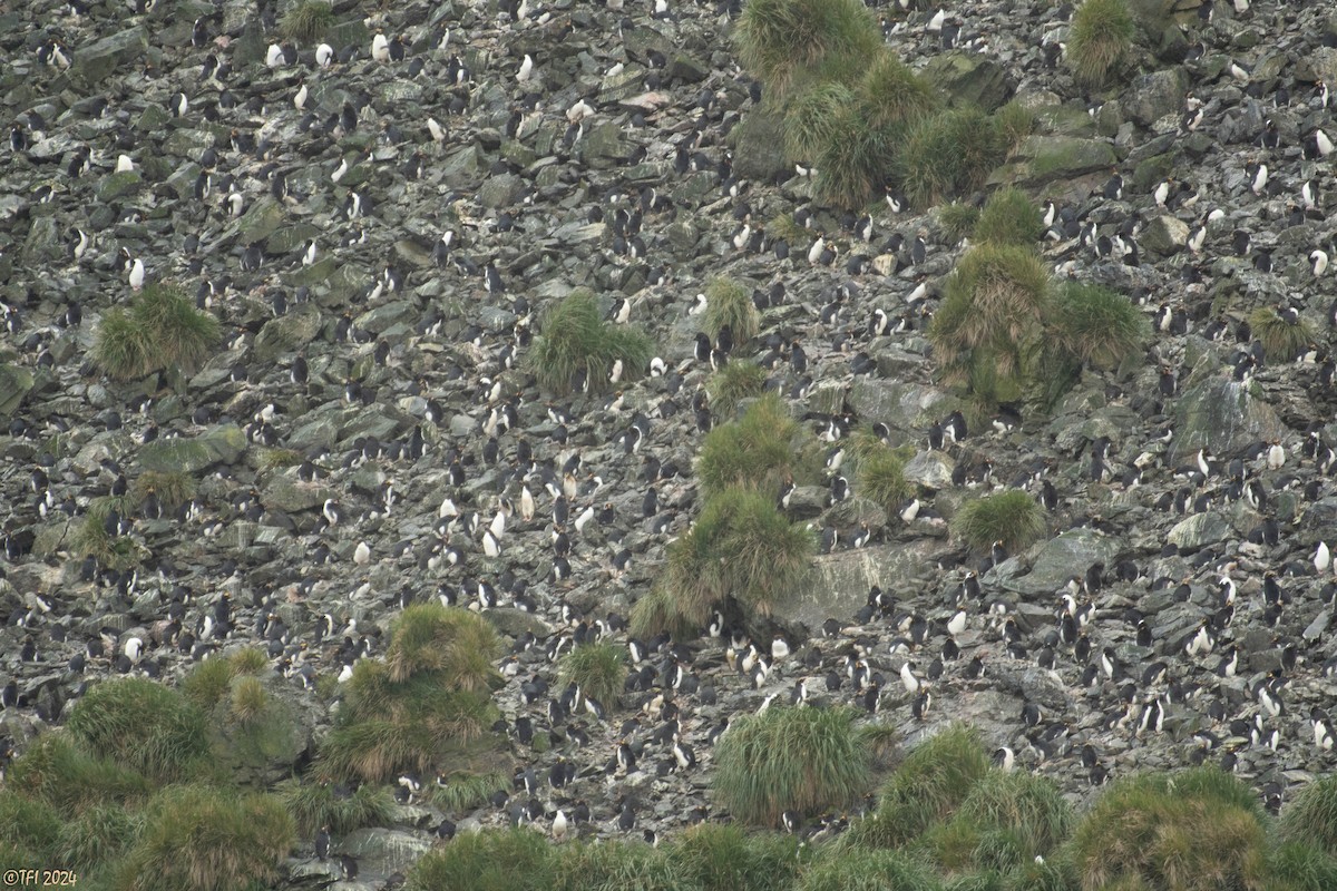 Macaroni Penguin - ML615493217