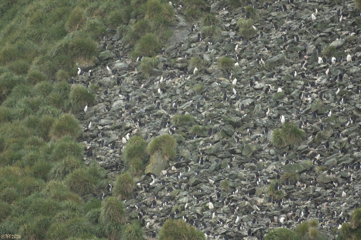 Macaroni Penguin - ML615493220
