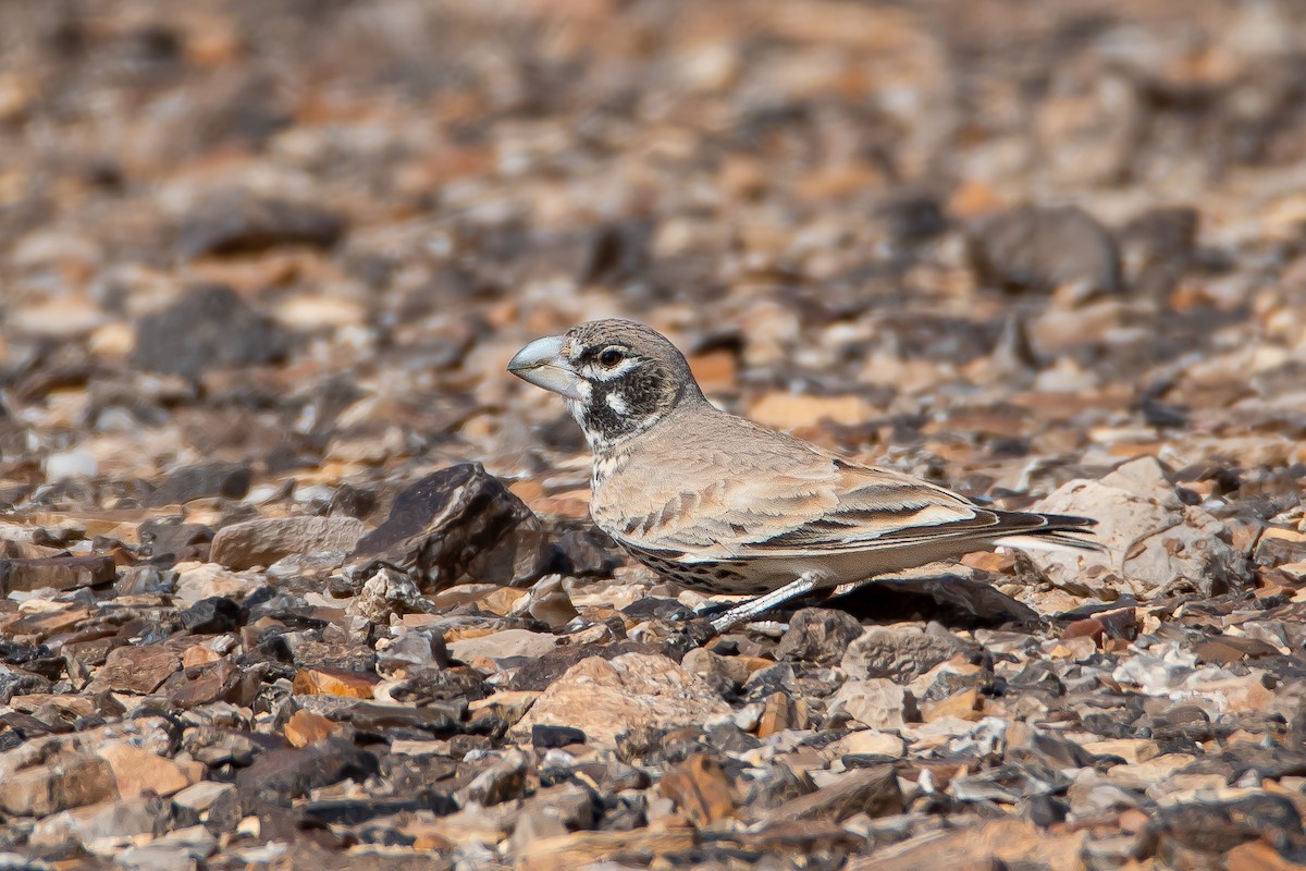 Thick-billed Lark - Yonatan Gordon