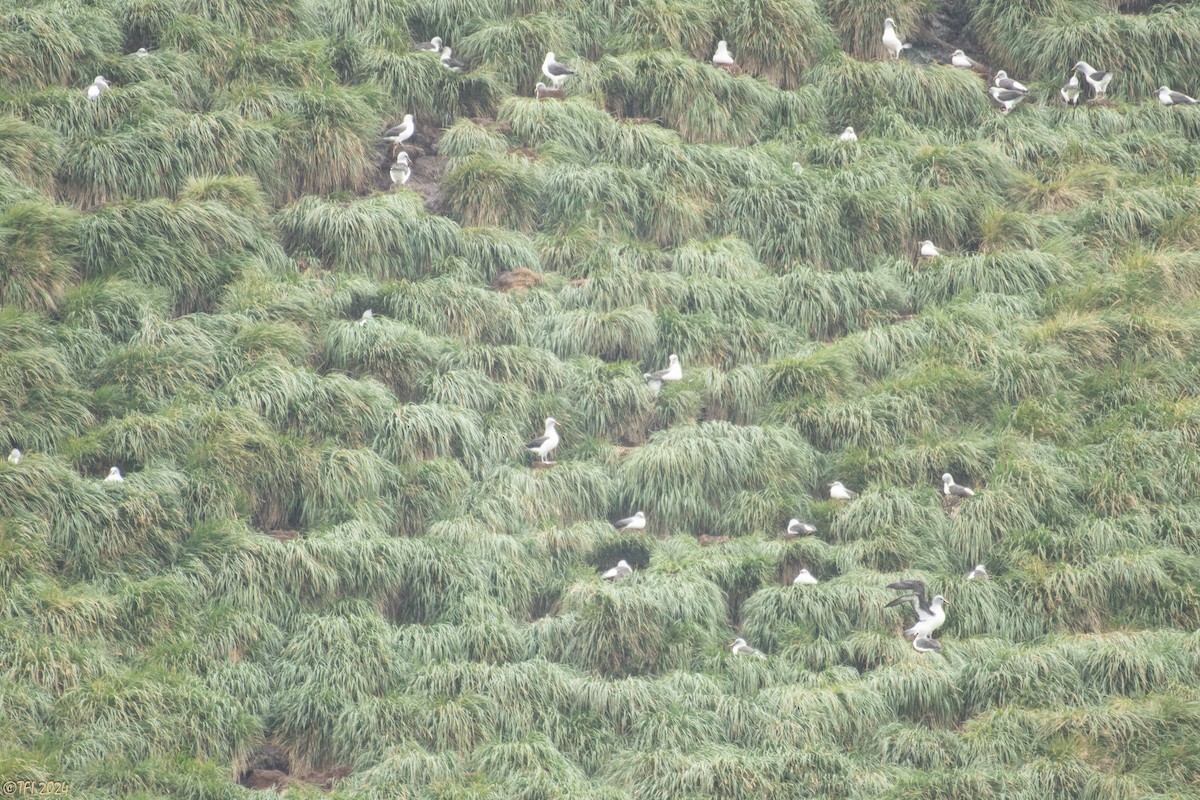 albatros šedohlavý - ML615493269