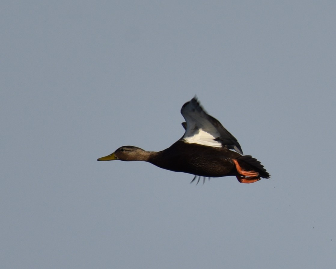 American Black Duck - ML615493288