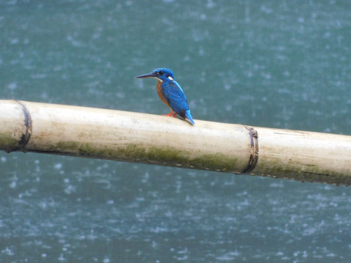 Blue-eared Kingfisher - ML615493387