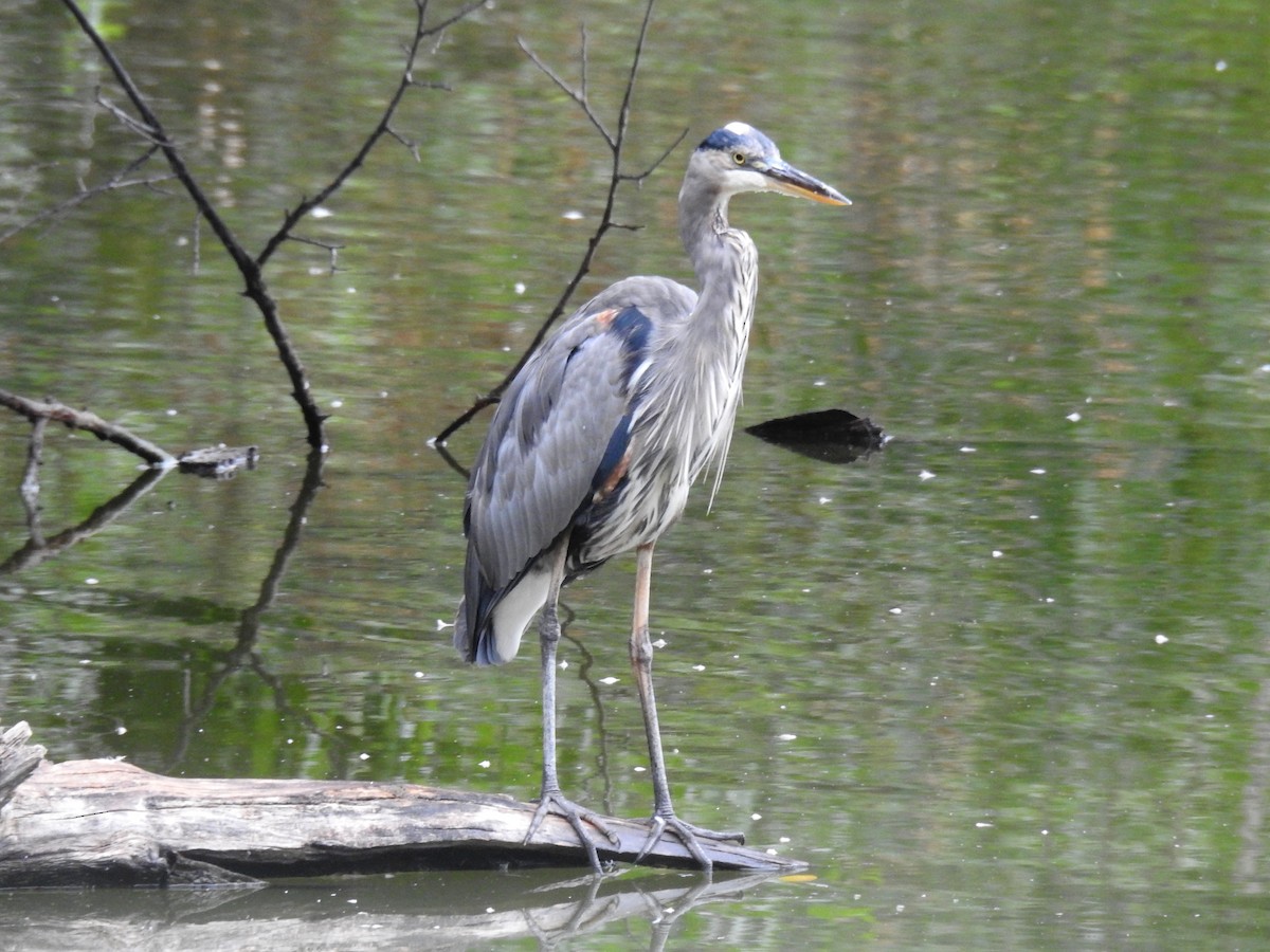 Garza Azulada - ML615493408