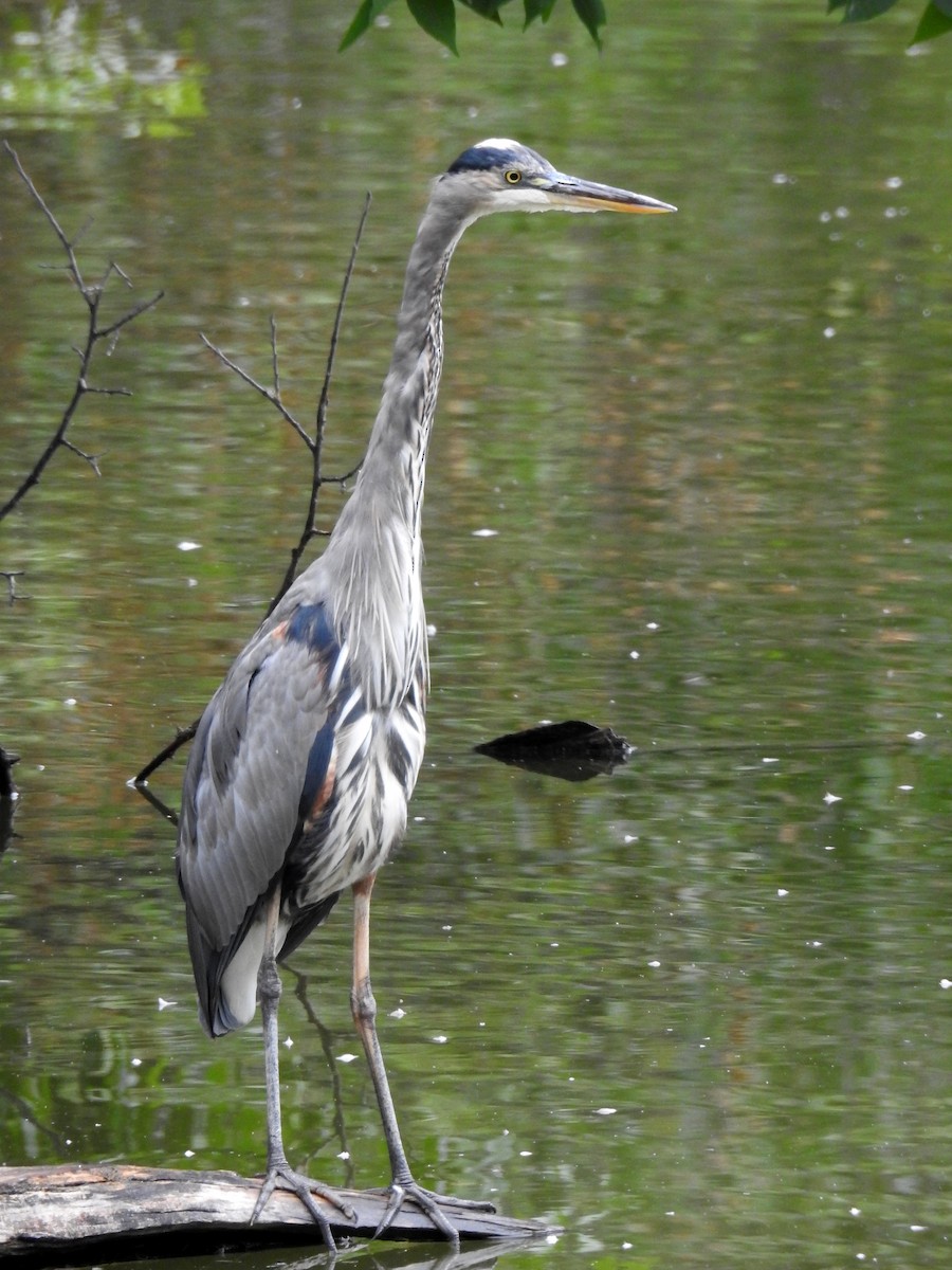 Garza Azulada - ML615493411