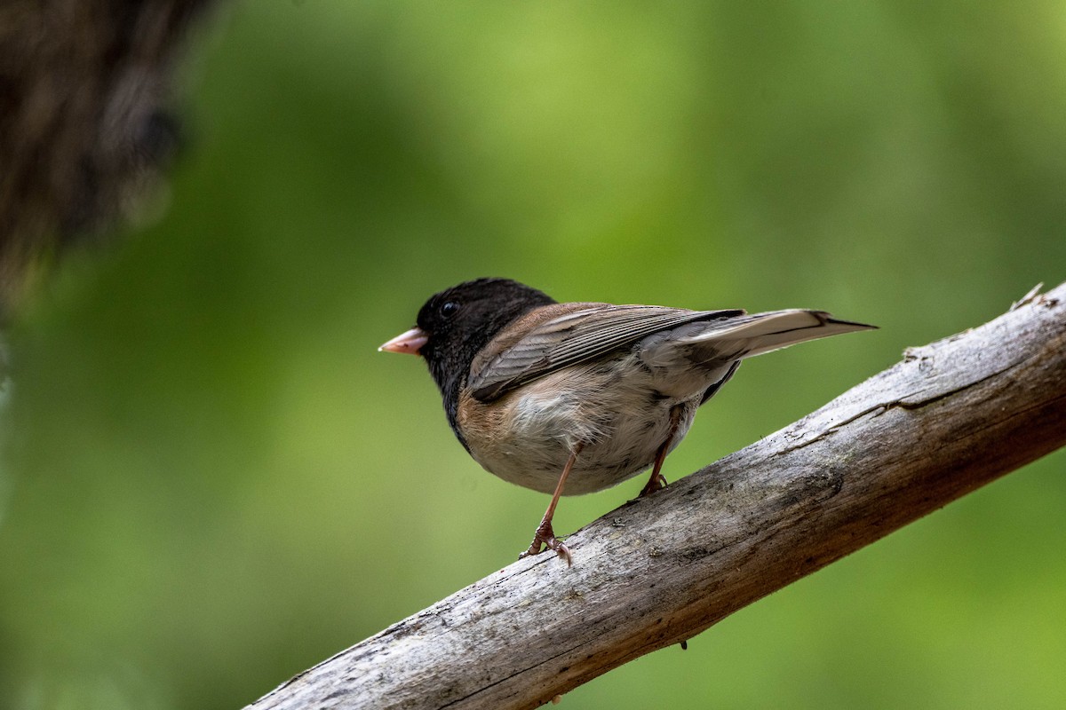 Dark-eyed Junco - ML615493456