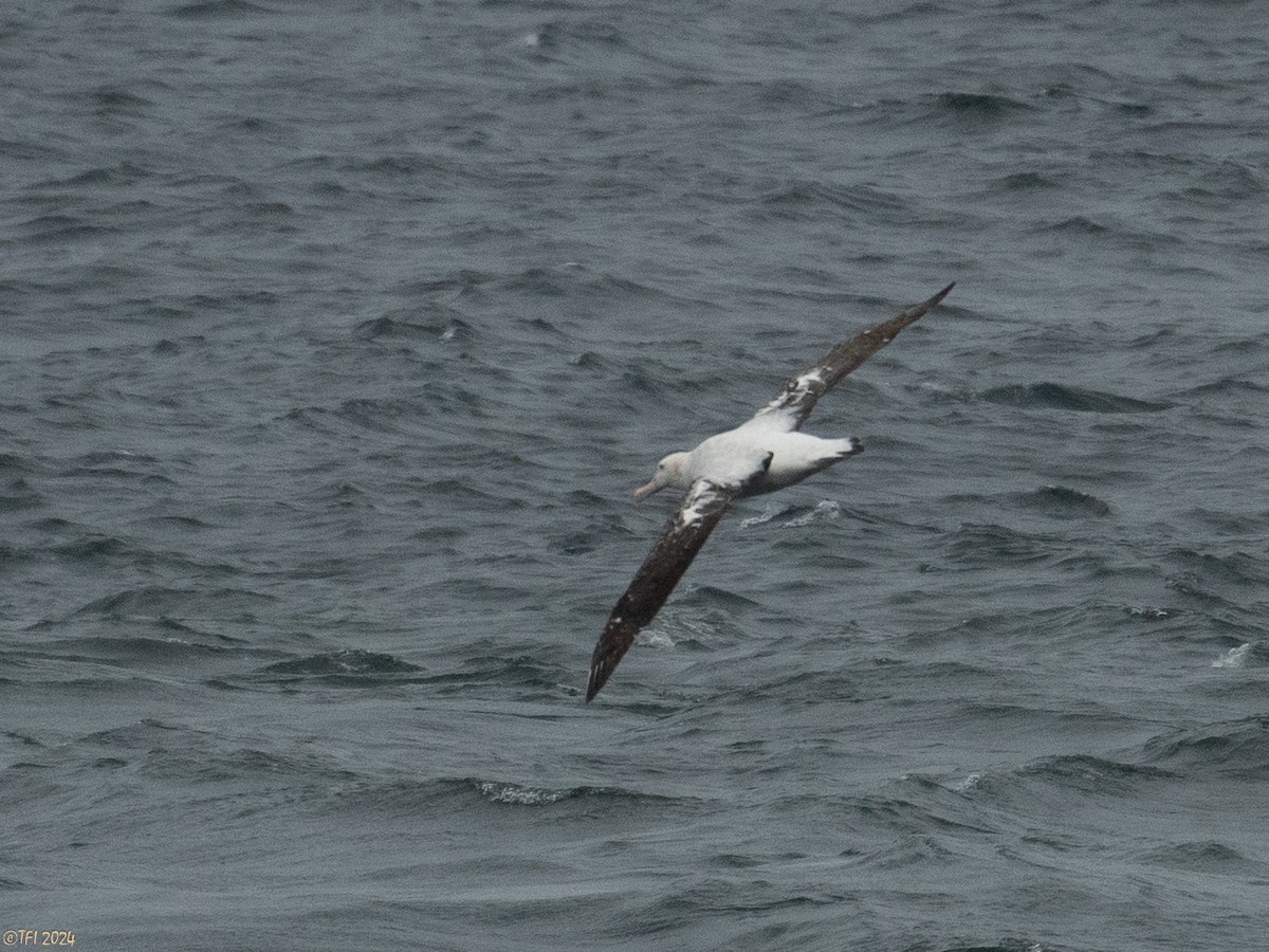 Albatros Viajero - ML615493496