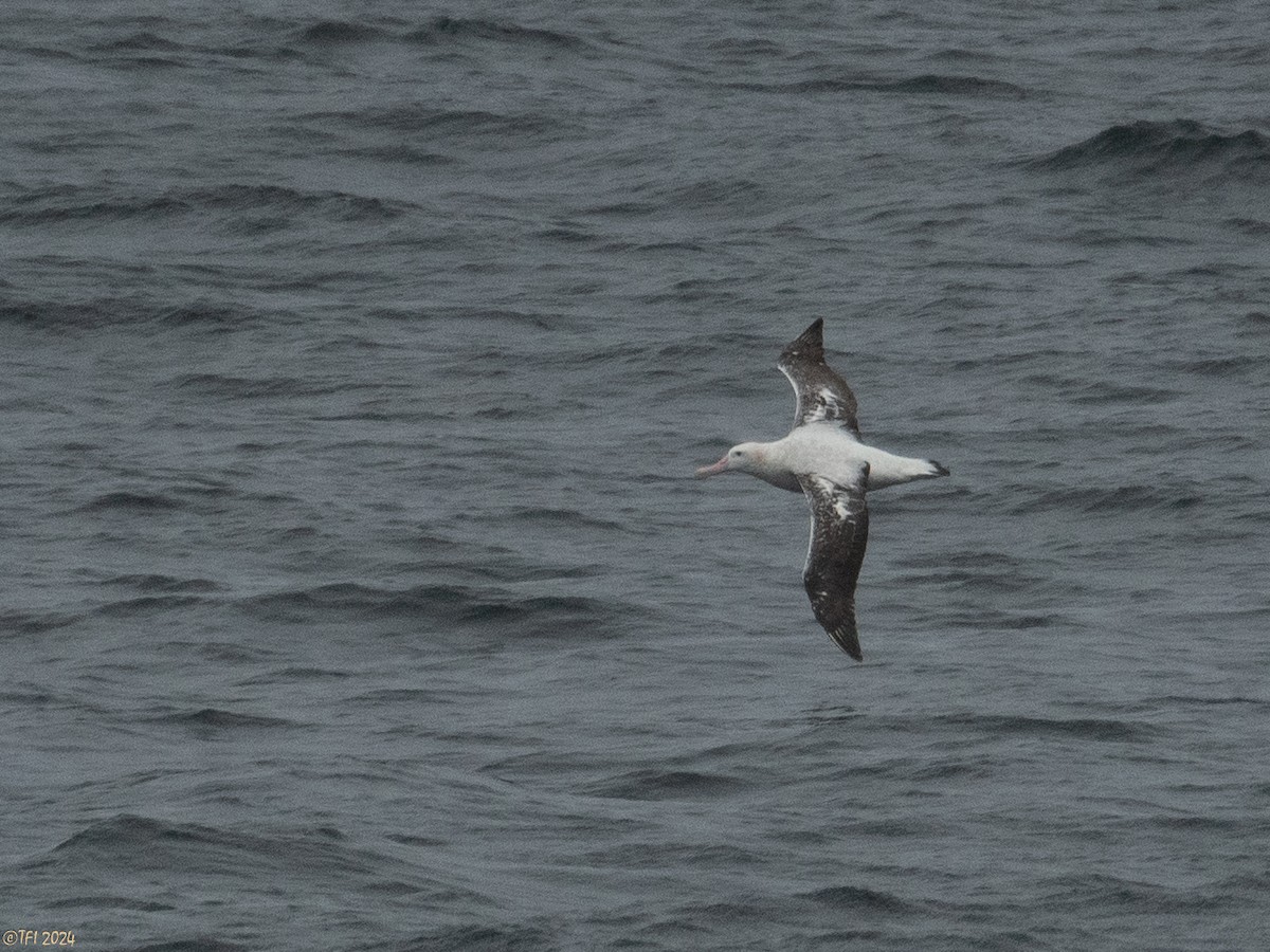 albatros stěhovavý - ML615493497