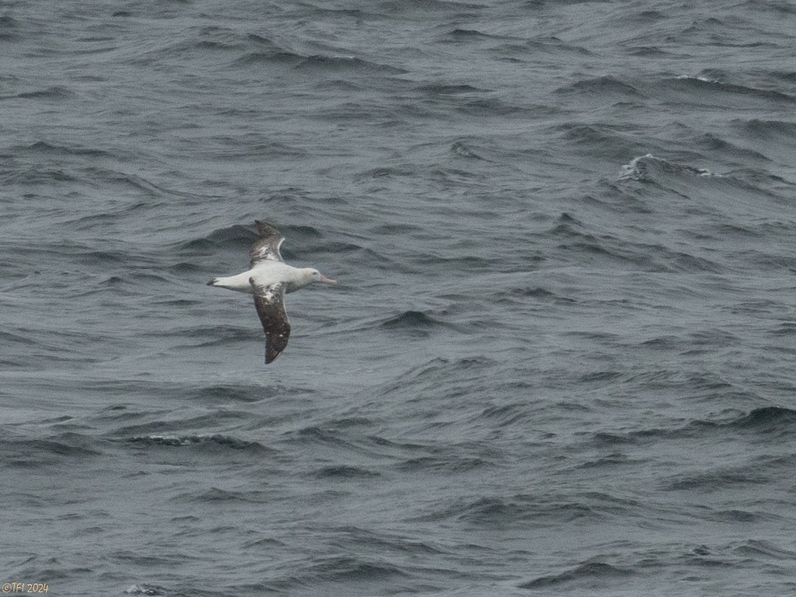 albatros stěhovavý - ML615493498
