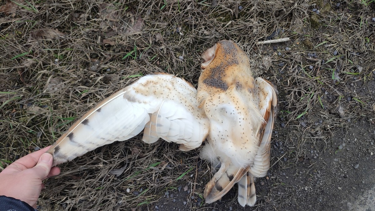 Barn Owl - Peter Nociar