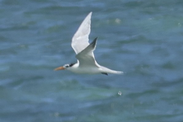 Lesser Crested Tern - ML615493622