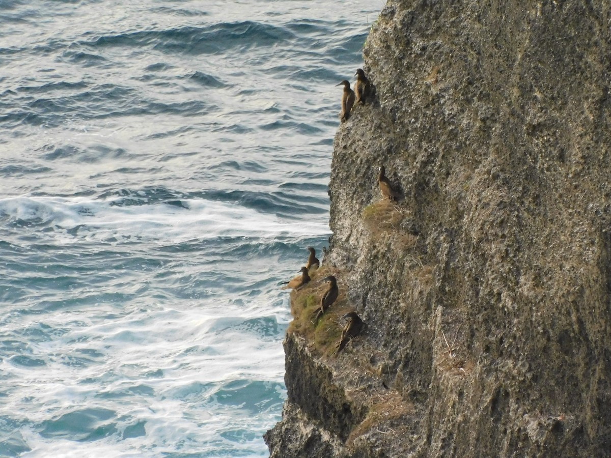 Brown Booby - ML615493644