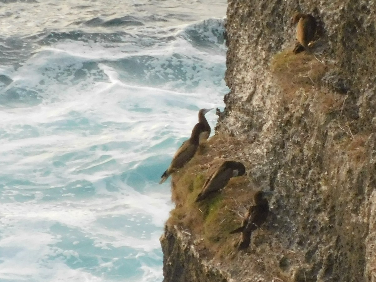 Brown Booby - Holger Woyt