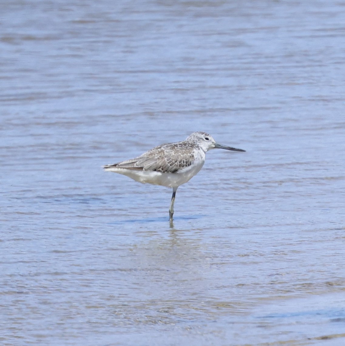 Common Greenshank - ML615493704