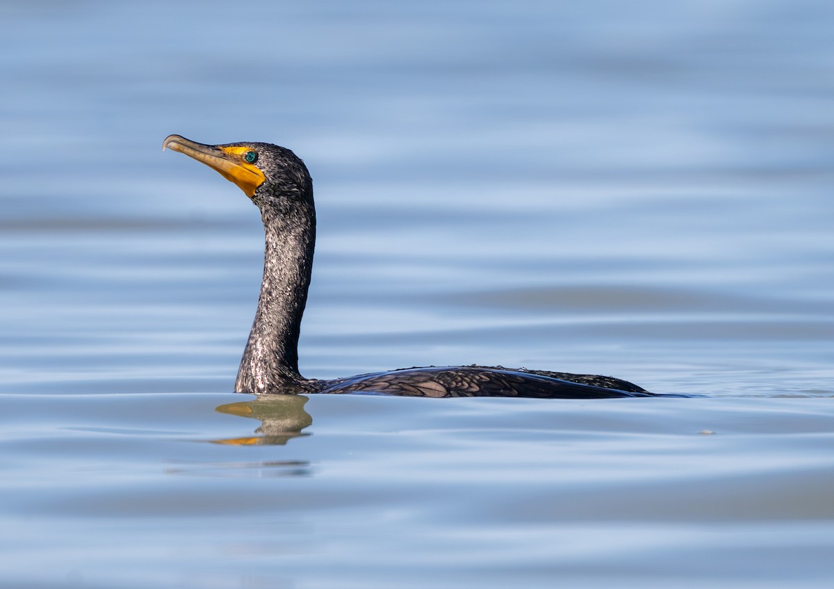 Double-crested Cormorant - ML615493738