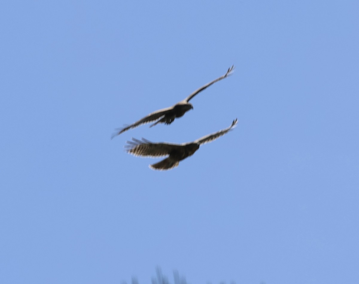 Madagascar Cuckoo-Hawk - ML615493742