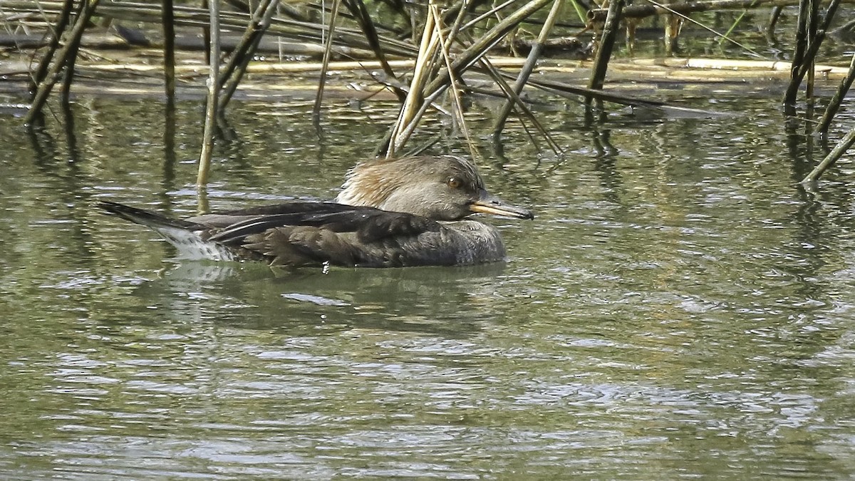 Hooded Merganser - ML615493783