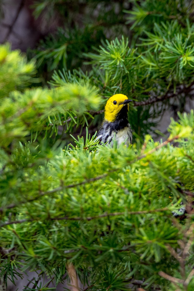 Paruline à tête jaune - ML615493820