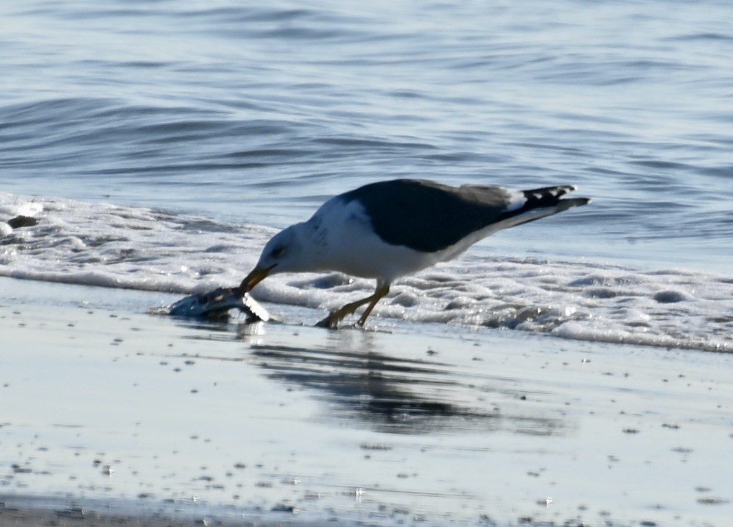 Lesser Black-backed Gull - ML615493835