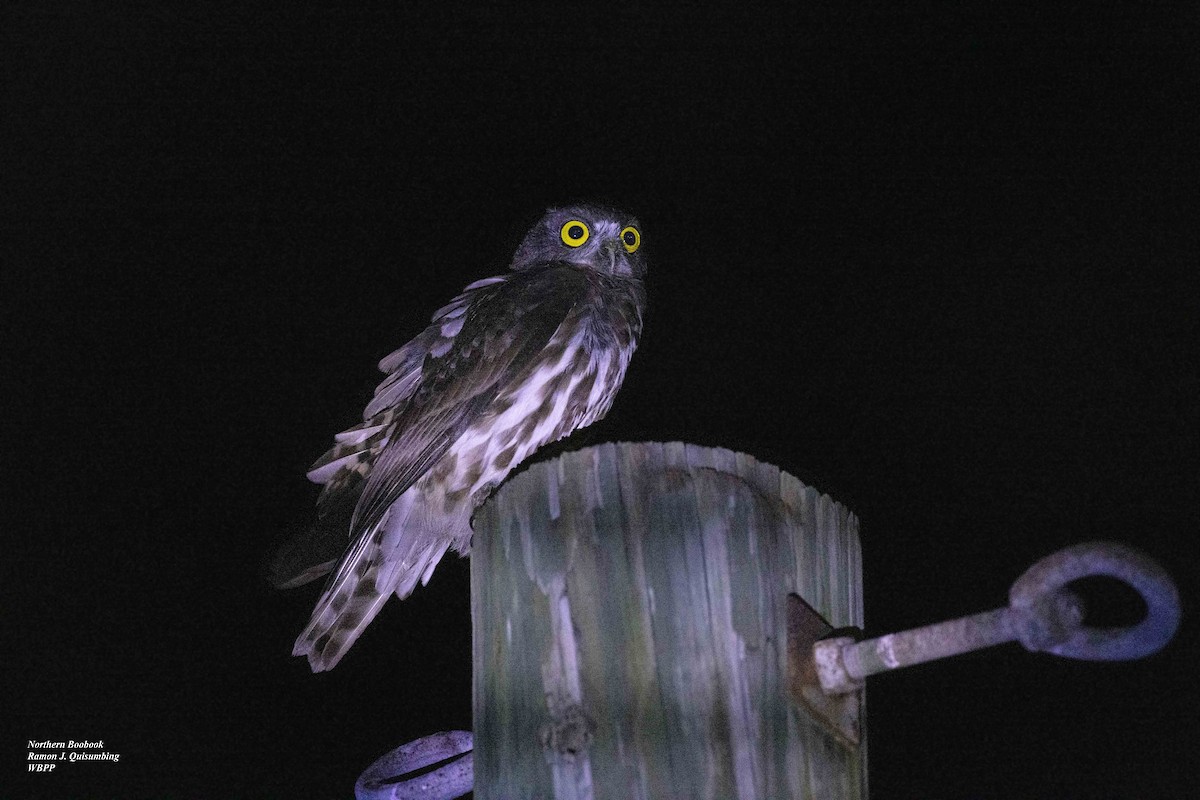 Northern Boobook - ML615493904