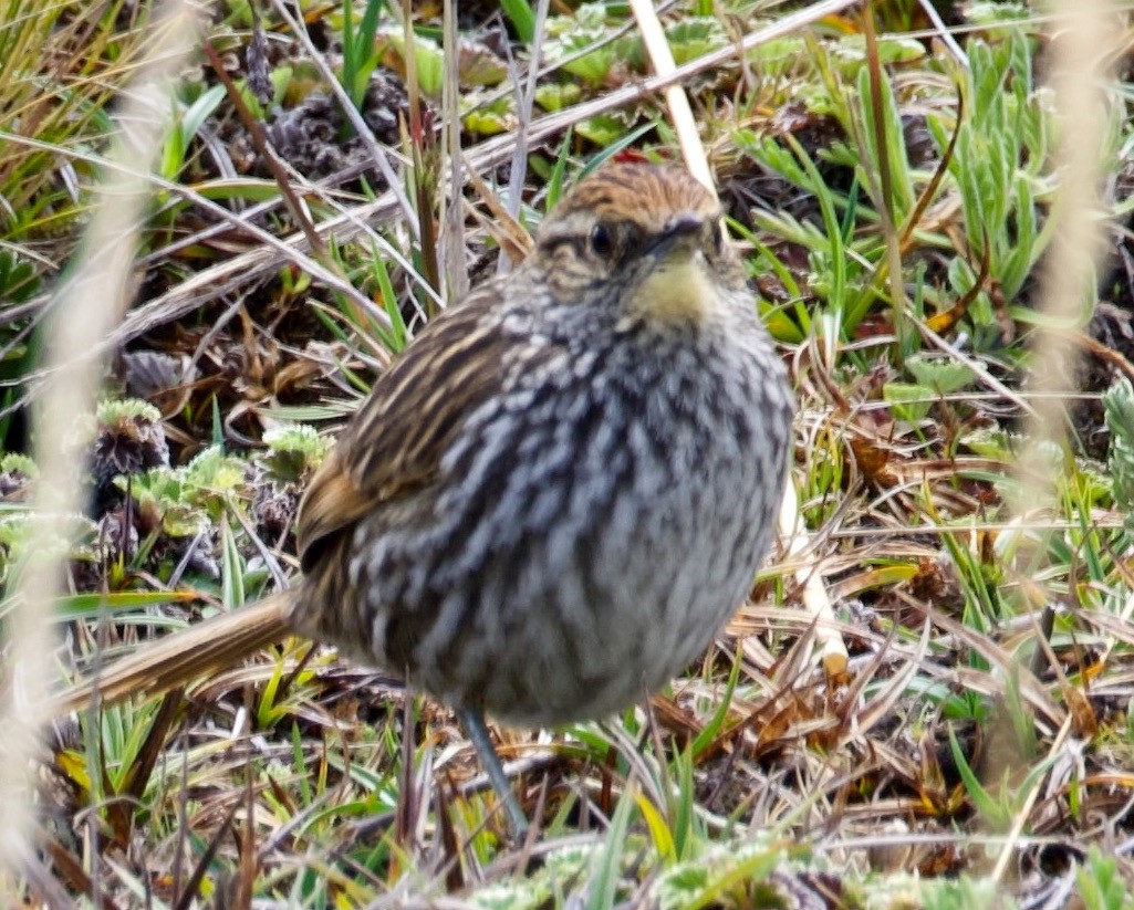 Many-striped Canastero - David Cabrera