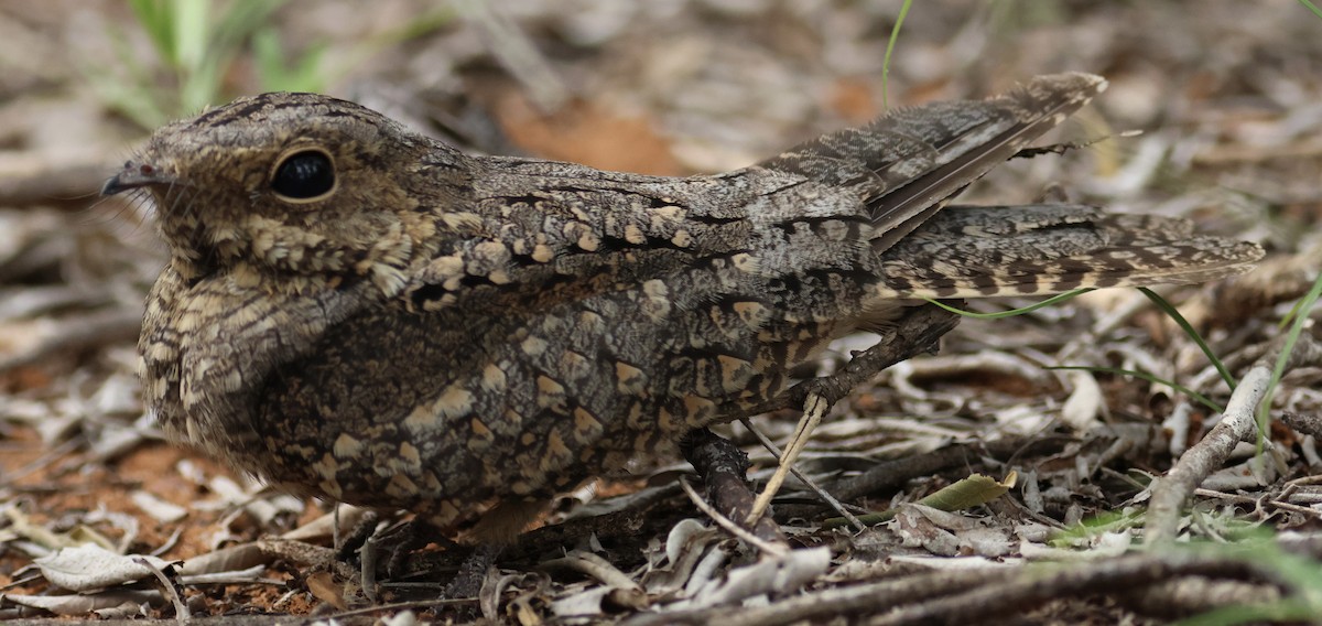 Madagascar Nightjar - Hanan Jacoby