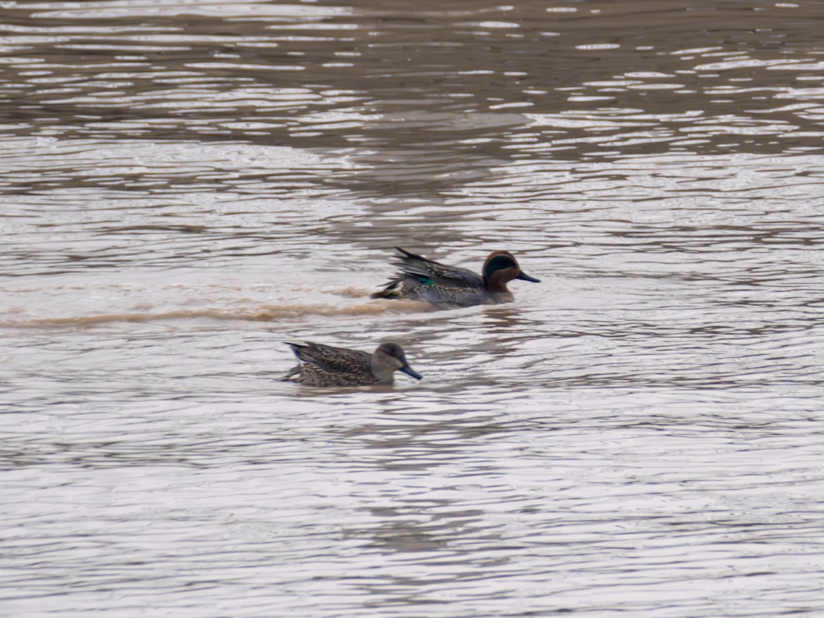 Green-winged Teal - ML615494028