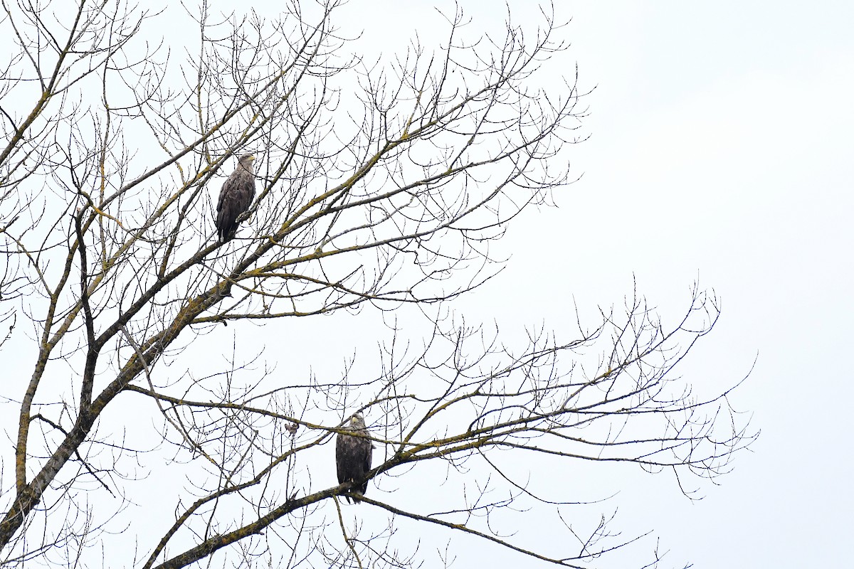 White-tailed Eagle - ML615494034