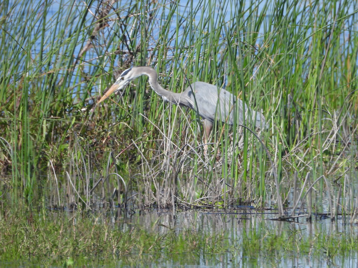 Great Blue Heron - George Koppel