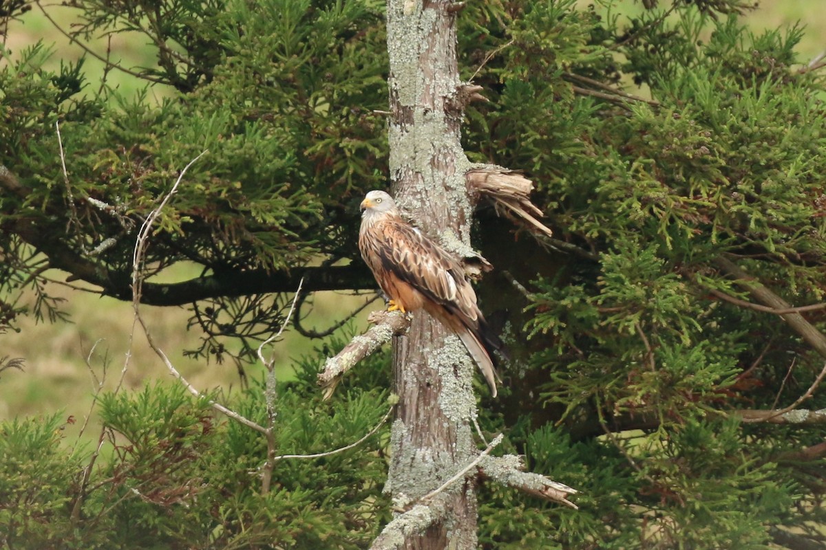 Red Kite - ML615494066