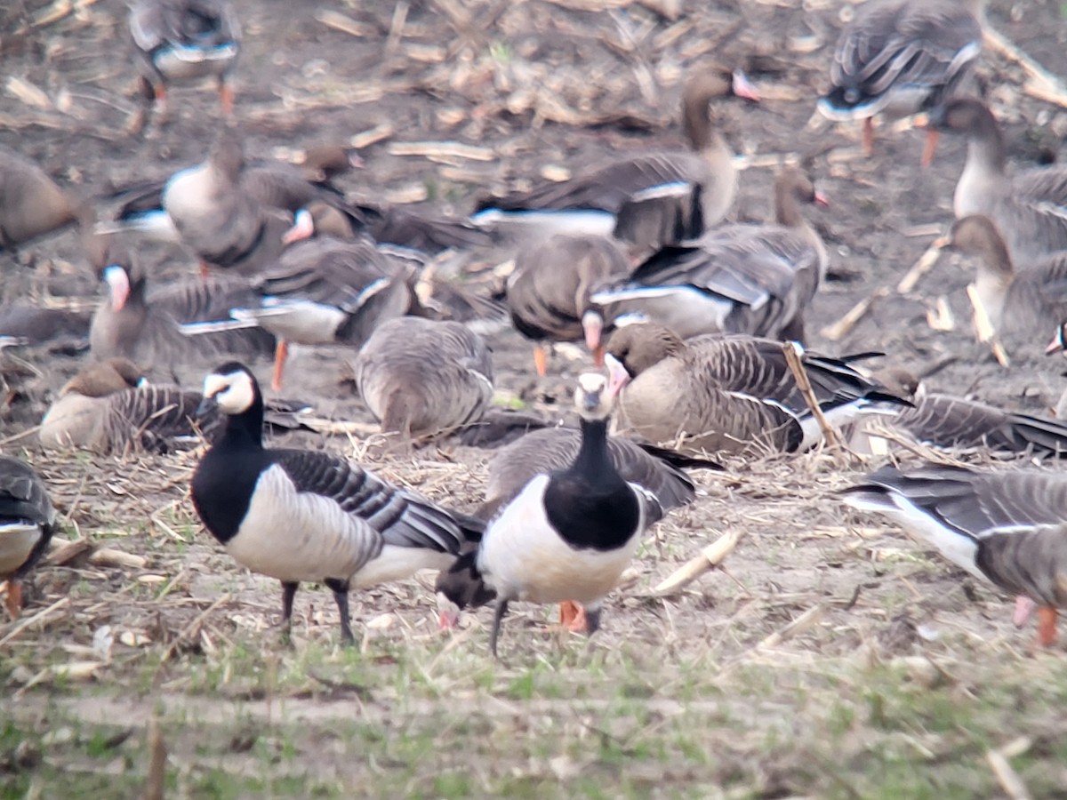 Barnacle Goose - ML615494069