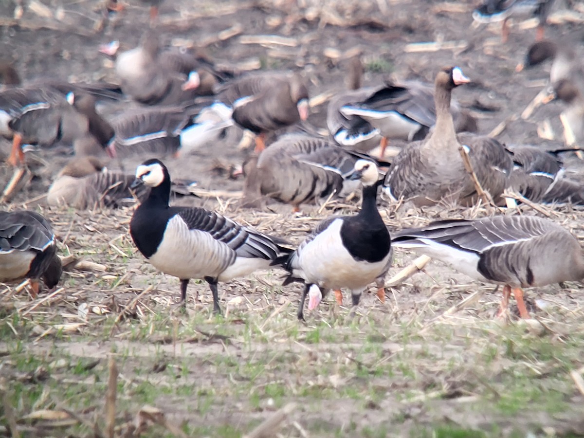 berneška bělolící - ML615494079