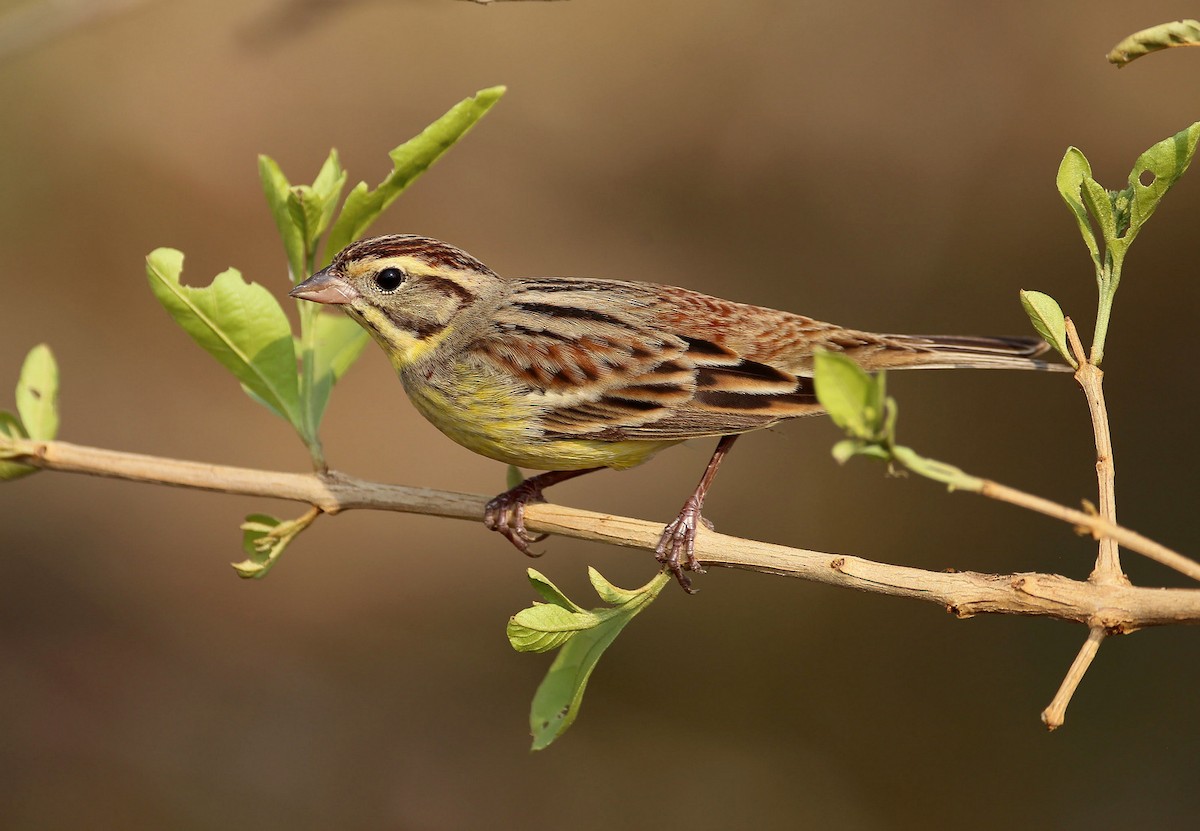 Yellow-breasted Bunting - ML615494116