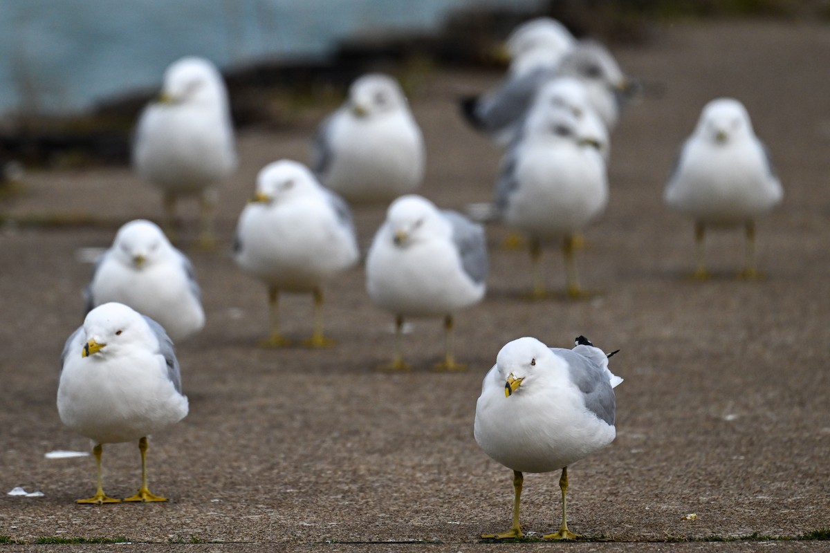 Ring-billed Gull - ML615494119