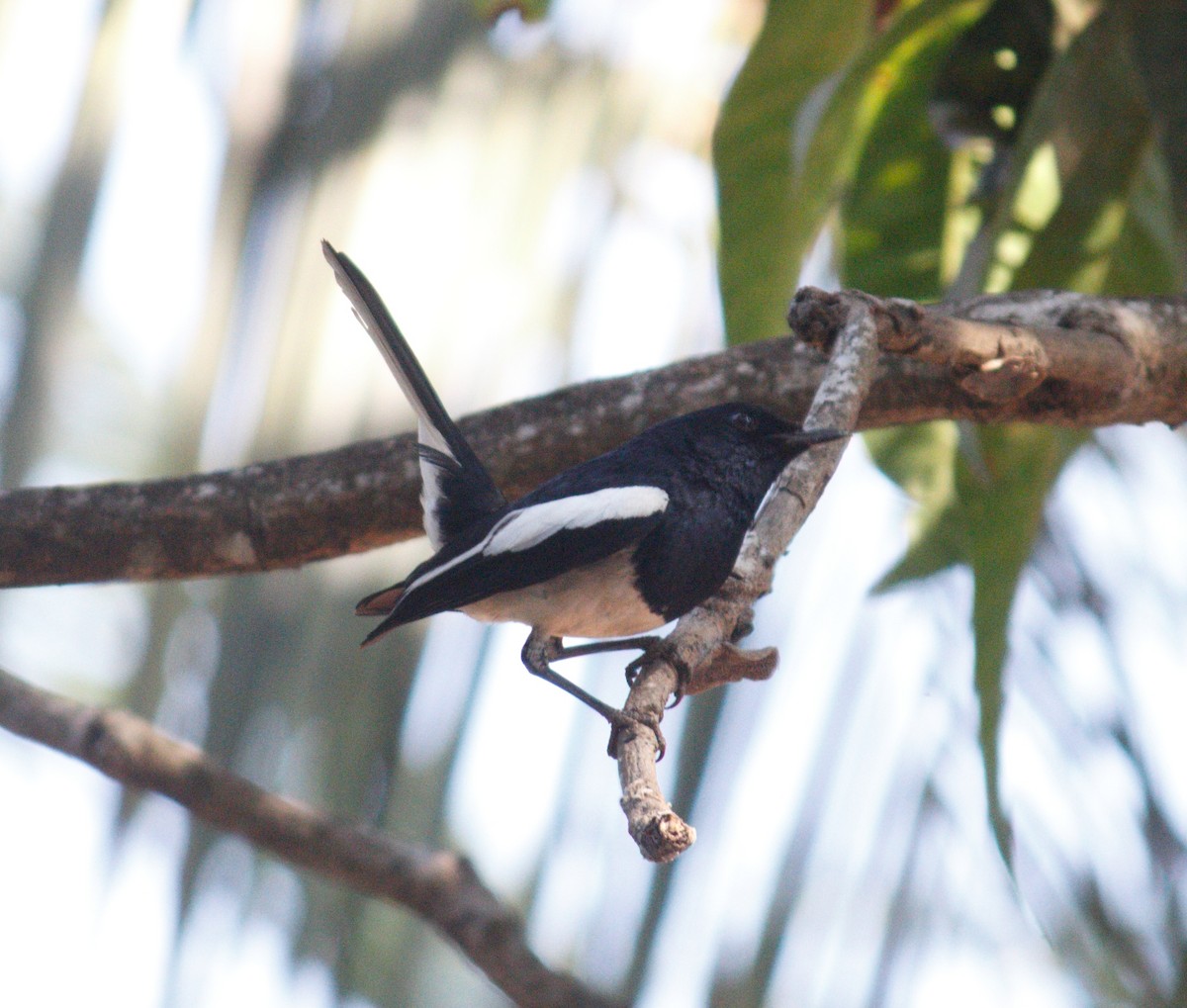 Oriental Magpie-Robin - KUNAPARAJU SHANMUKHA VARMA