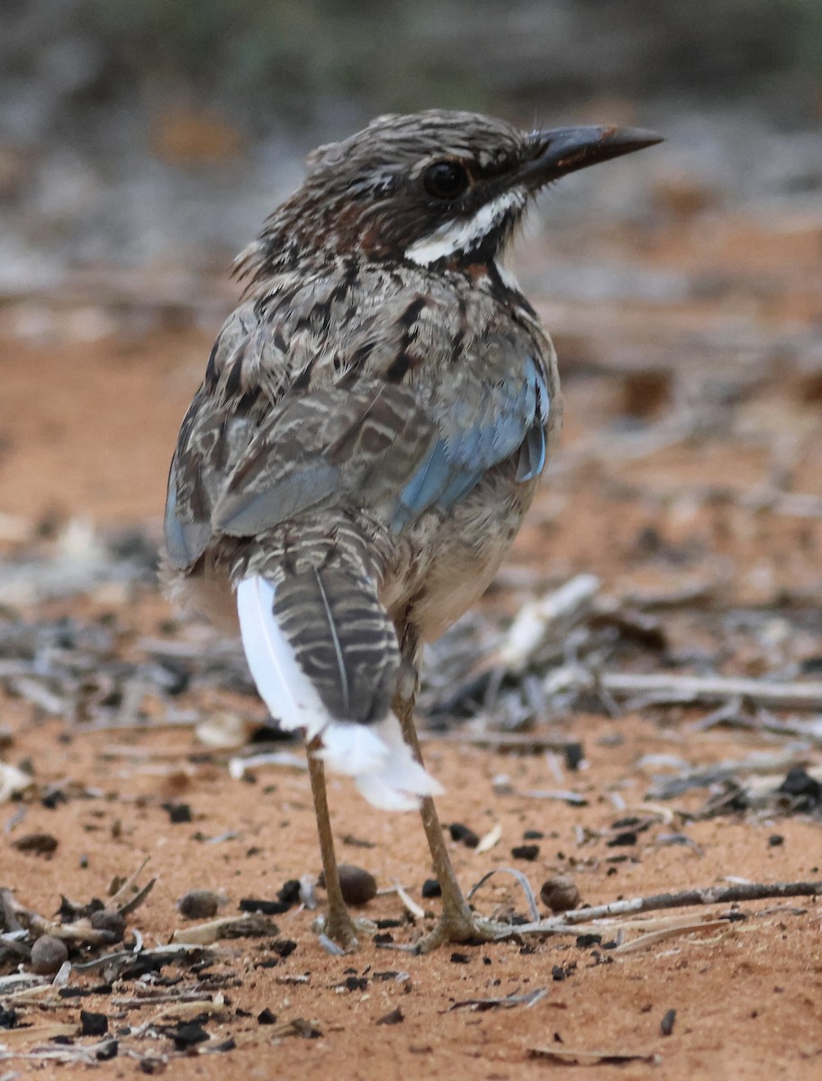 Long-tailed Ground-Roller - ML615494137