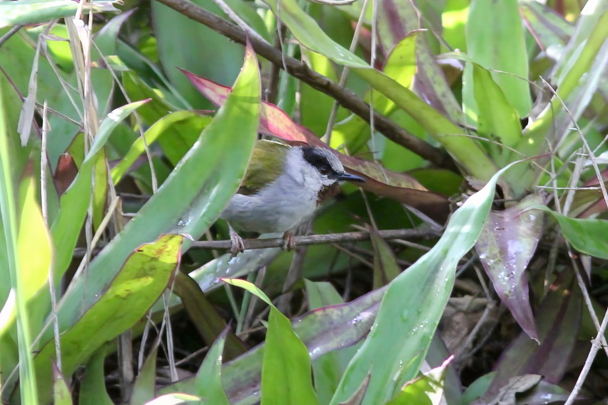 Gray-capped Warbler - Dave Curtis