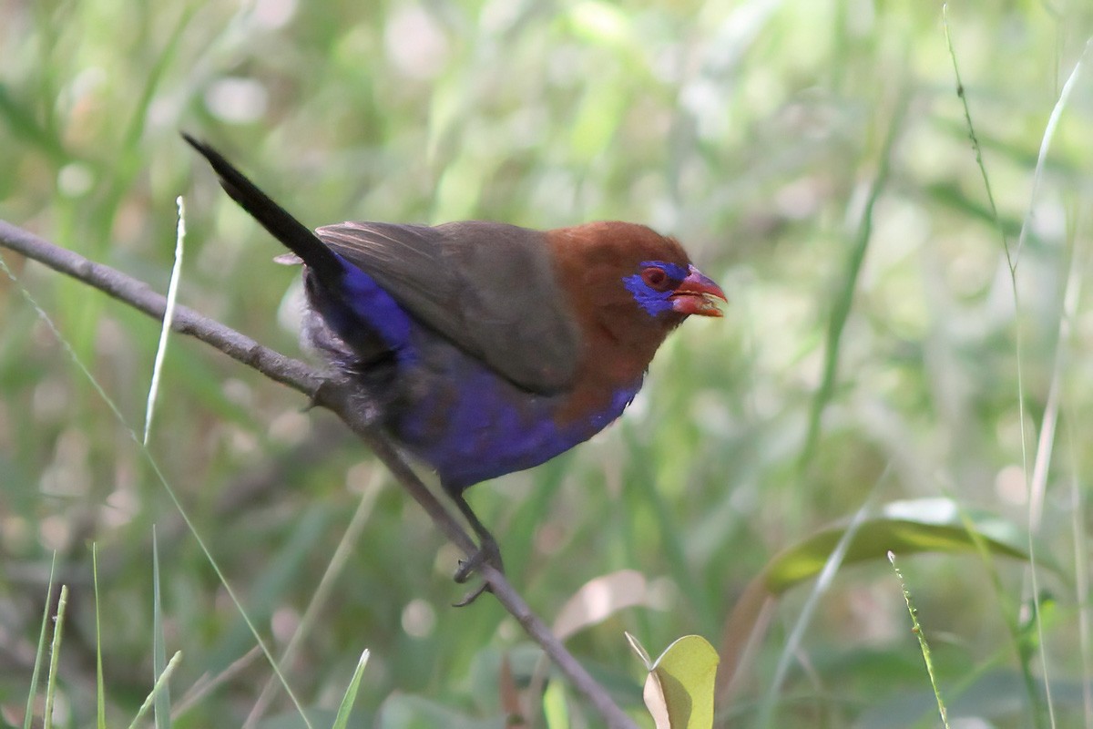 Purple Grenadier - Dave Curtis