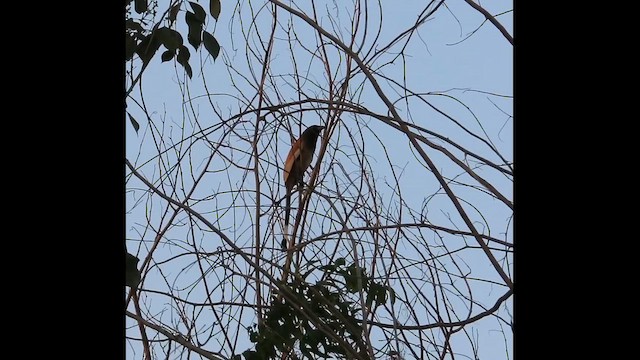 Rufous Treepie - ML615494208