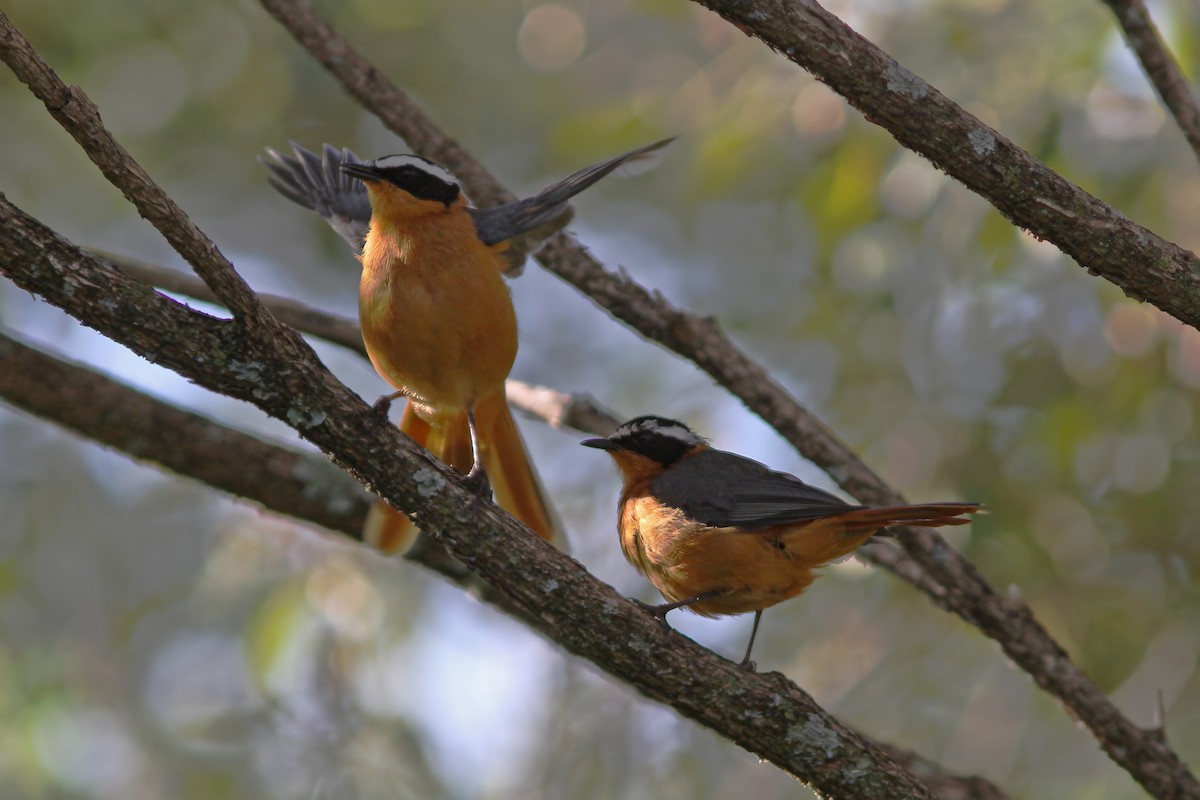 White-browed Robin-Chat - Dave Curtis