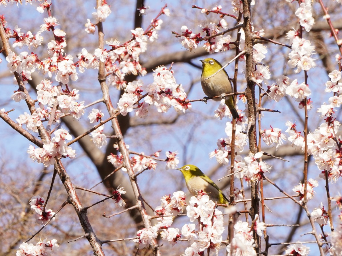 Warbling White-eye - ML615494263