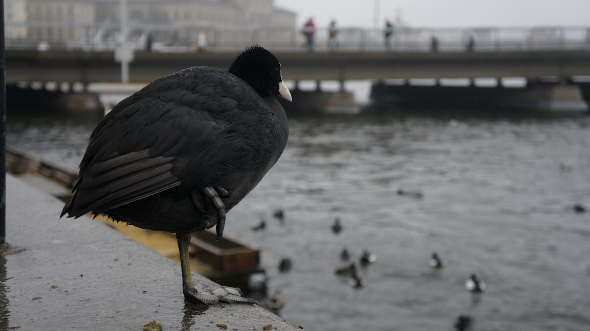 Eurasian Coot - ML615494273