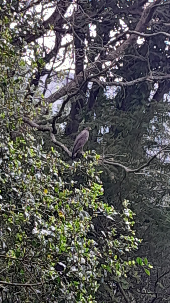 Changeable Hawk-Eagle (Crested) - ML615494286