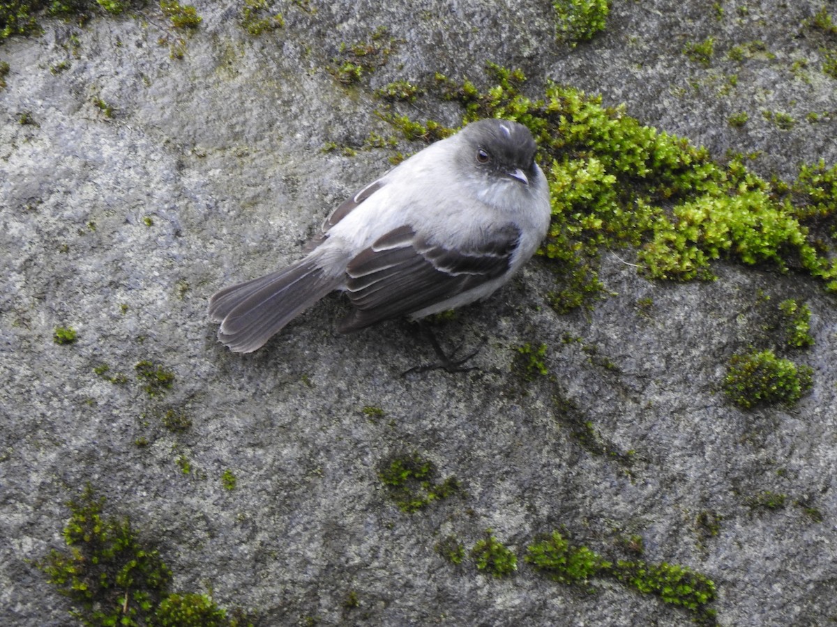 Torrent Tyrannulet - ML615494359