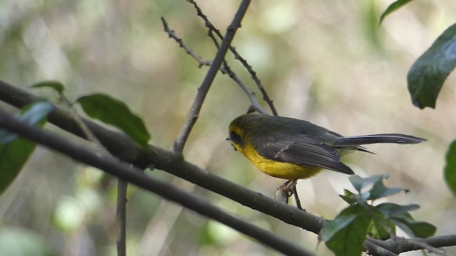 Yellow-bellied Fairy-Fantail - ML615494383