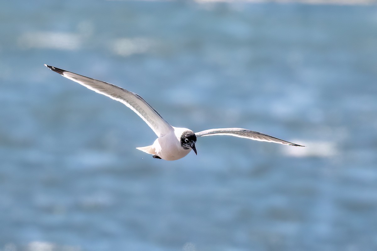 Franklin's Gull - Marcos Eugênio Birding Guide