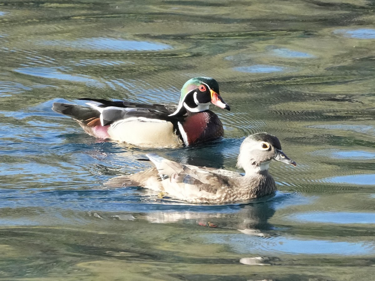 Wood Duck - ML615494473