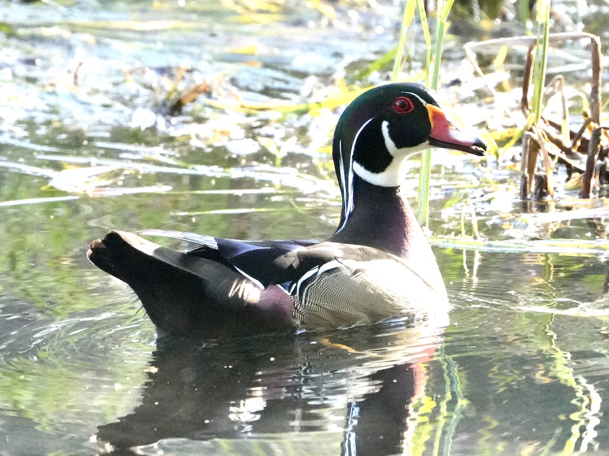 Wood Duck - ML615494474