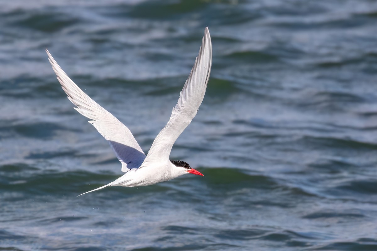 South American Tern - Marcos Eugênio Birding Guide